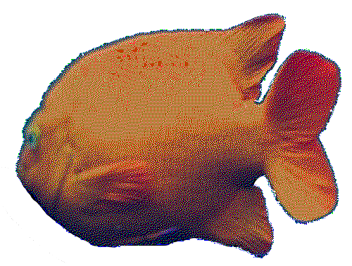 An orange fish